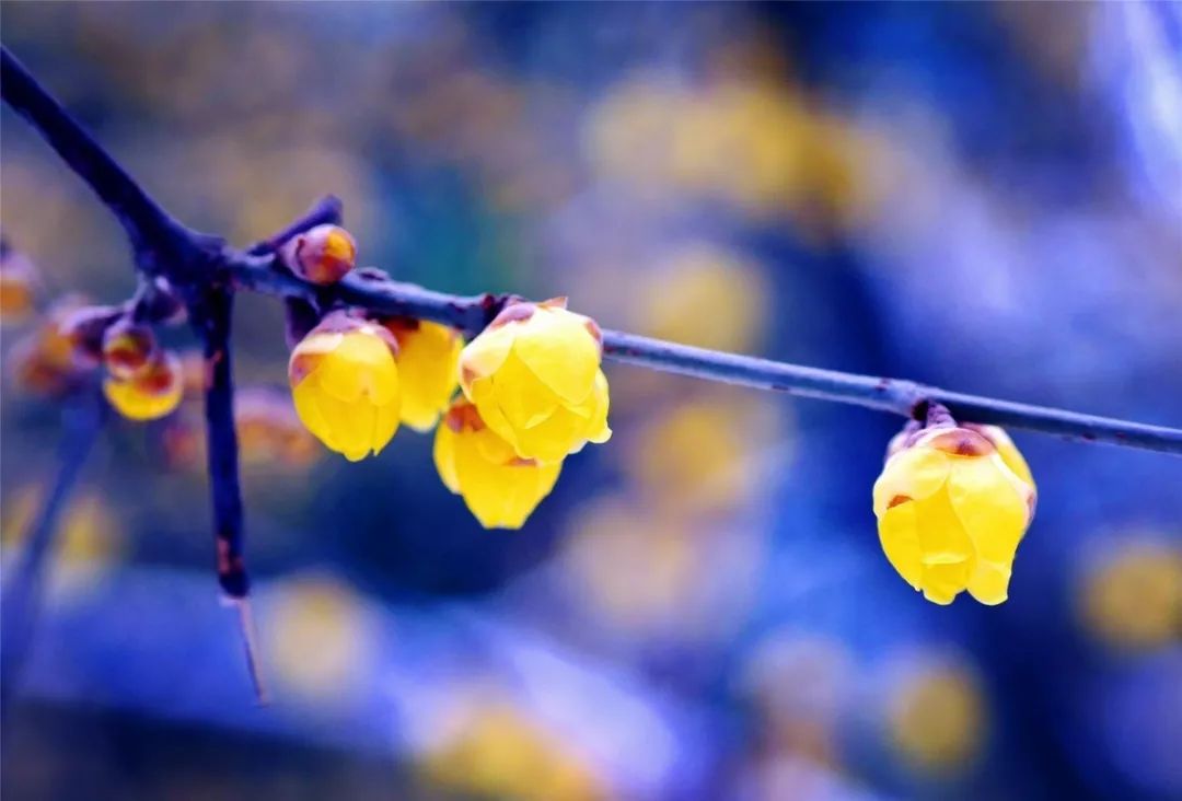 腊梅花的香味沁人心脾,腊梅花开香味扑鼻