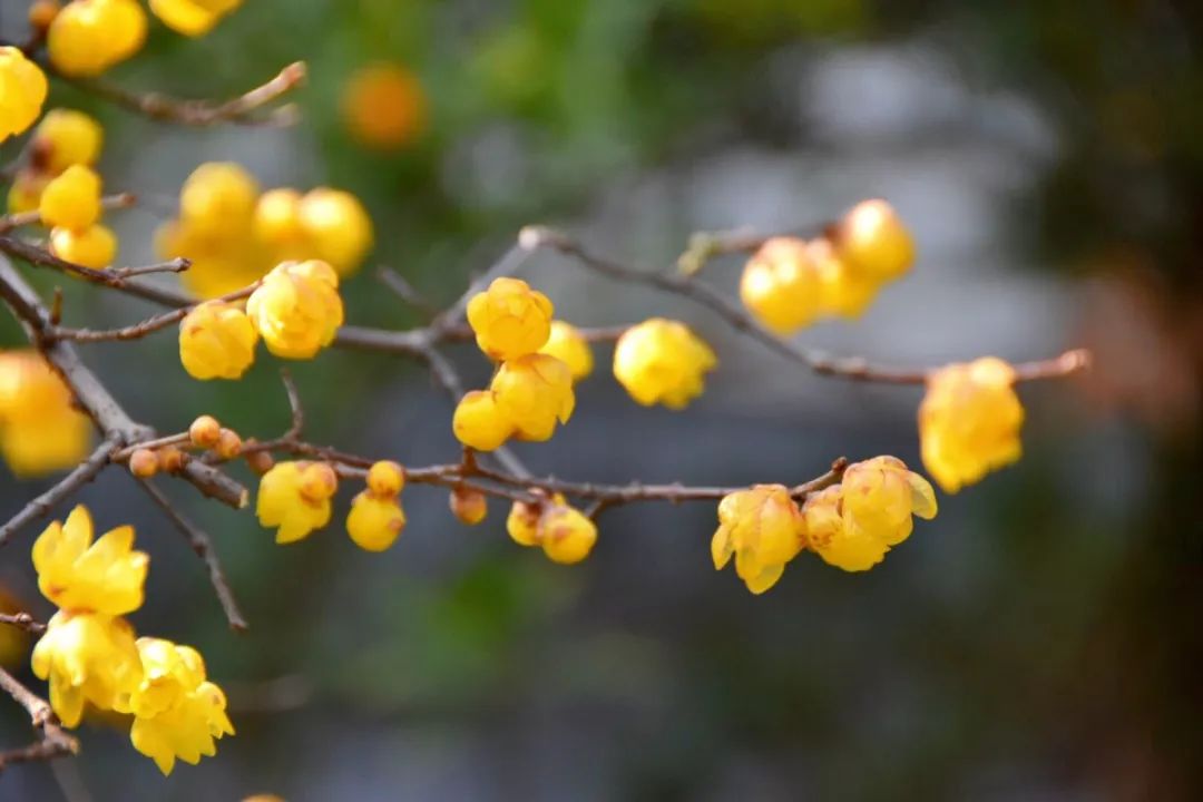 腊梅花的香味沁人心脾,腊梅花开香味扑鼻