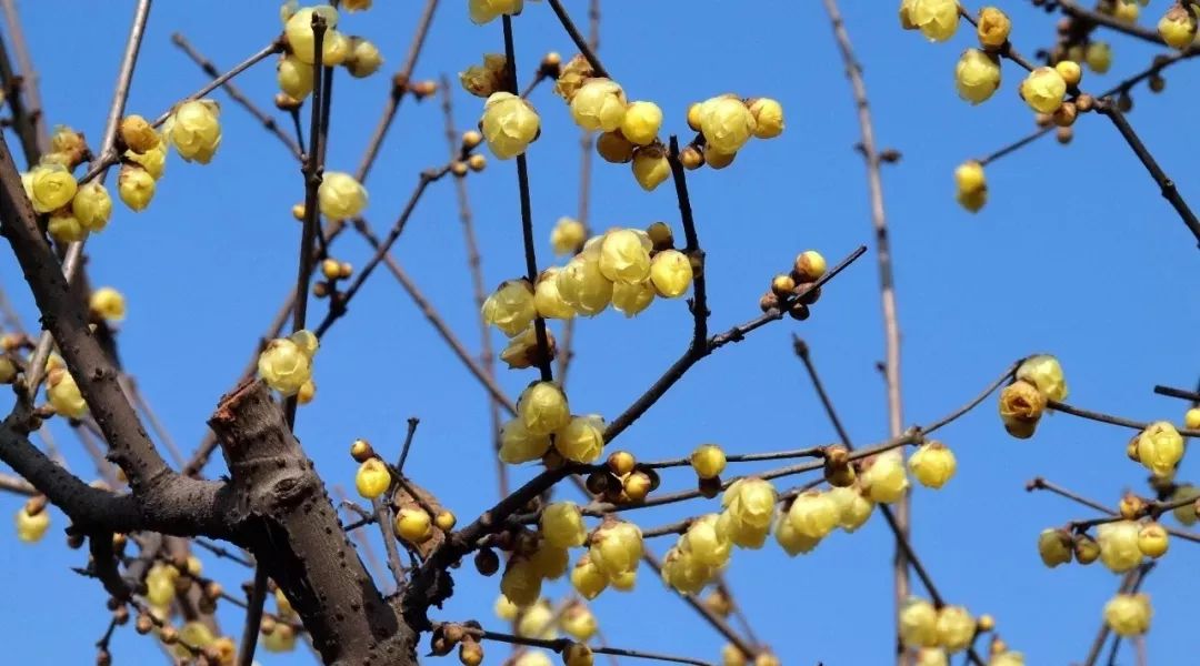 腊梅花的香味沁人心脾,腊梅花开香味扑鼻