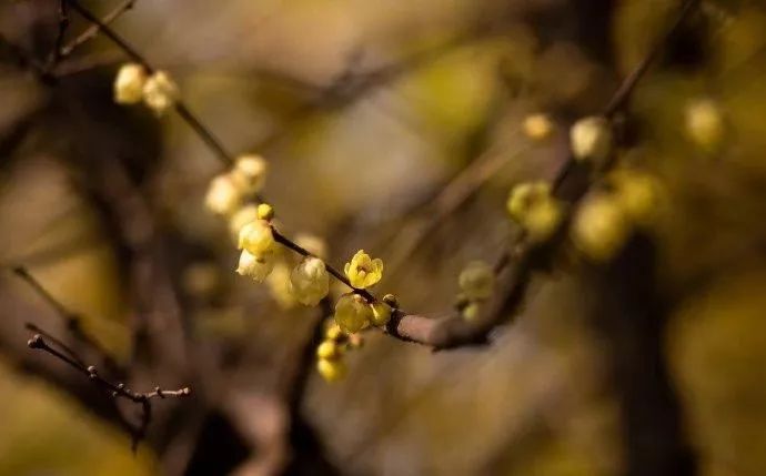 腊梅花的香味沁人心脾,腊梅花开香味扑鼻