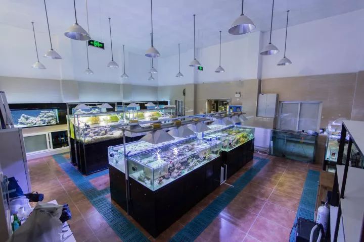 日常鱼缸维护注意事项大全,大型鱼缸维护十大技巧