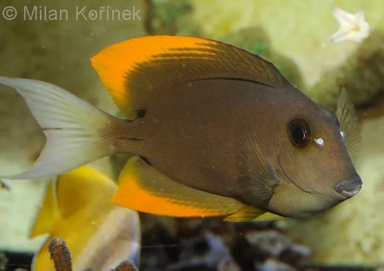 海底小百科的视频,海水小百科紫月神仙鱼