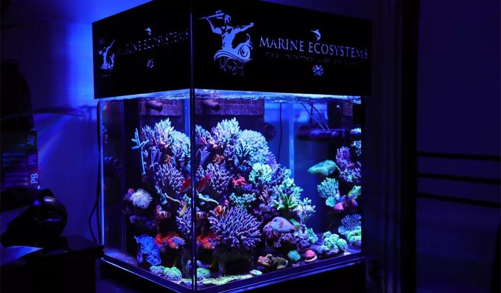 美爆了：高密度SPS经验分享