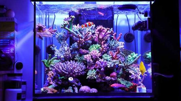 美爆了：高密度SPS经验分享