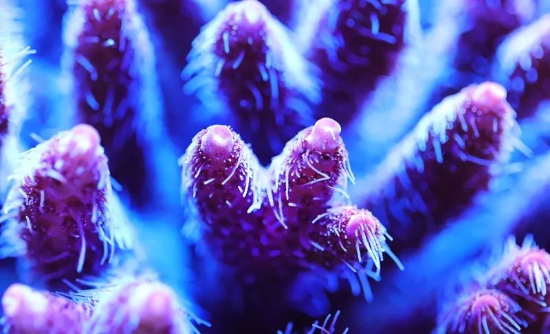 美爆了：高密度SPS经验分享