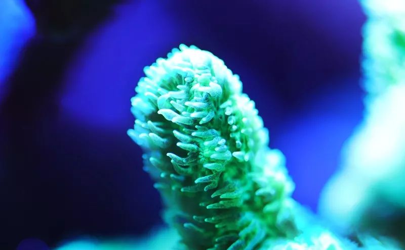 美爆了：高密度SPS经验分享