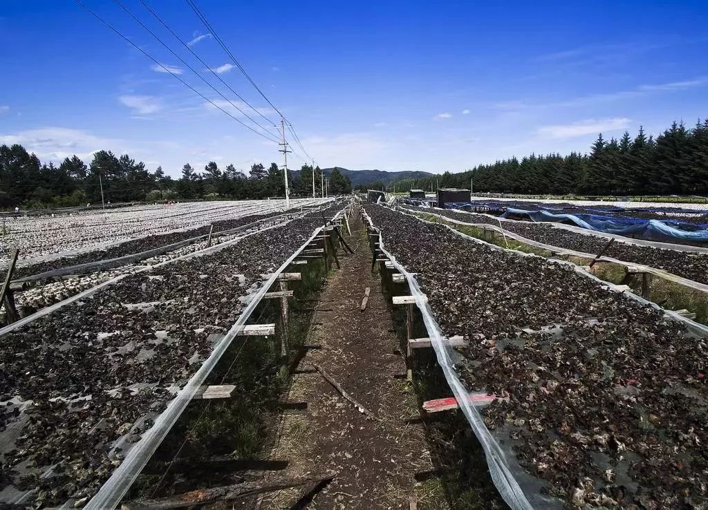 “薯条治脱发”、“海绵八宝粥”……这些谣言你信了吗？