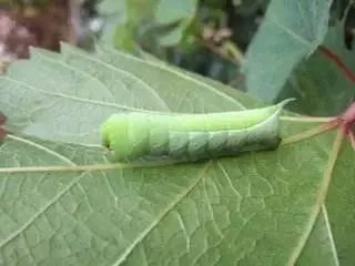 不可思议的新疆手工艺品,农村不可思议的东西