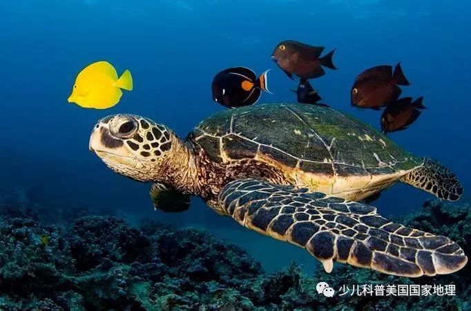 海龟家族“年终集会”，个个活宝！