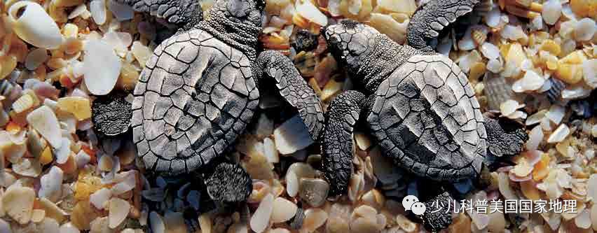 海龟家族“年终集会”，个个活宝！