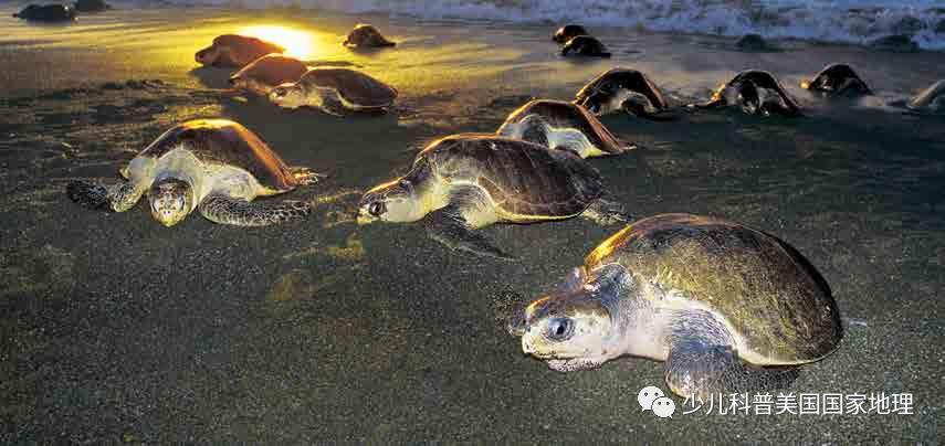 海龟家族“年终集会”，个个活宝！