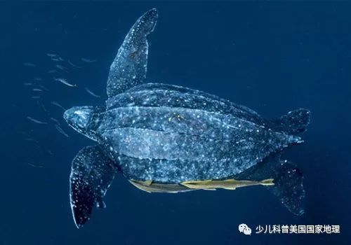 海龟家族“年终集会”，个个活宝！