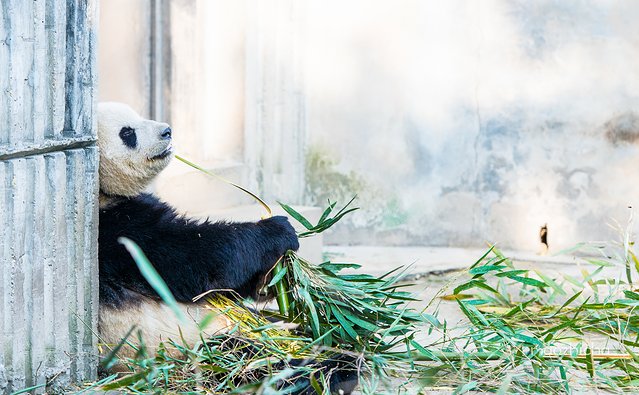 成都最值得去的景点和美食,成都旅游攻略五天四夜美食
