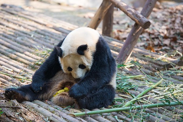 成都最值得去的景点和美食,成都旅游攻略五天四夜美食
