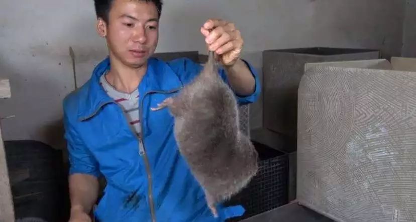 华农兄弟现在咋样了,华农兄弟现在怎么样了