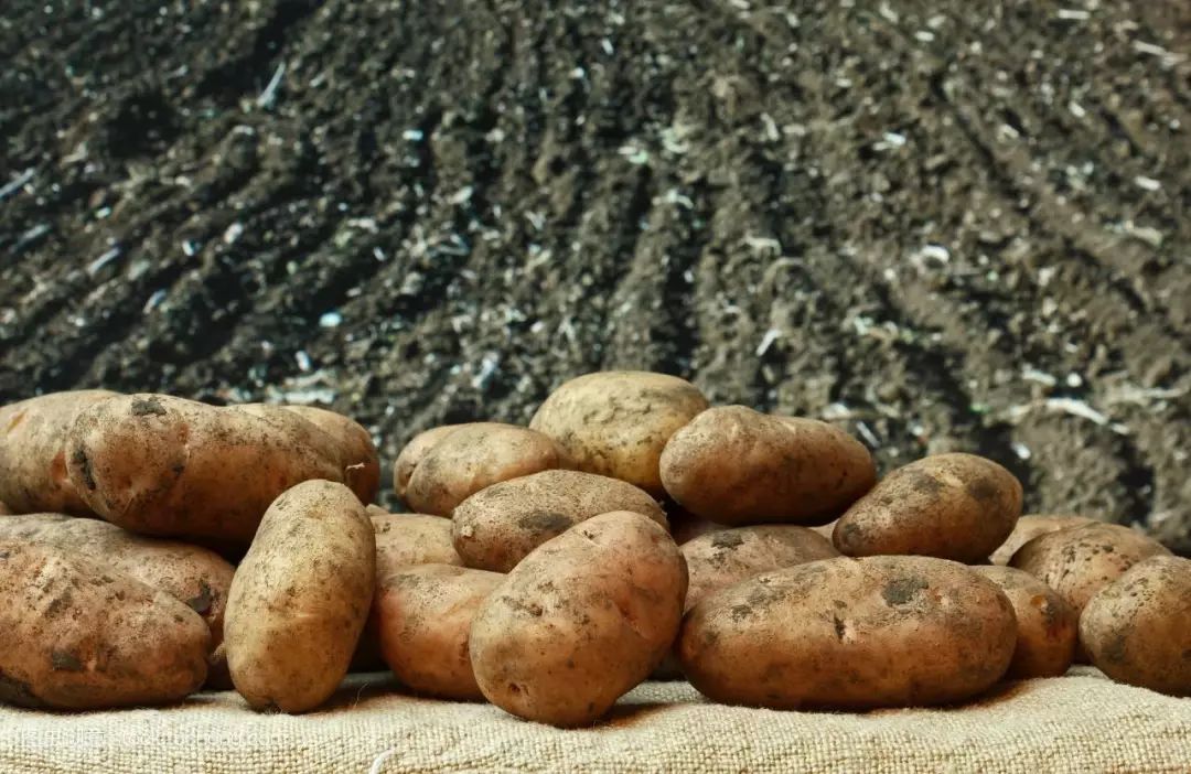 种马铃薯怎样种产量高,马铃薯怎么种结得大高产
