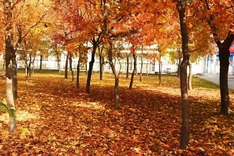 偷偷告诉你，农大上称了！