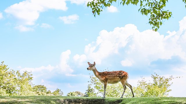 七月日本大阪,七月的日本大阪