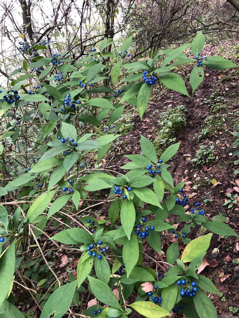 在世外桃源做傻子