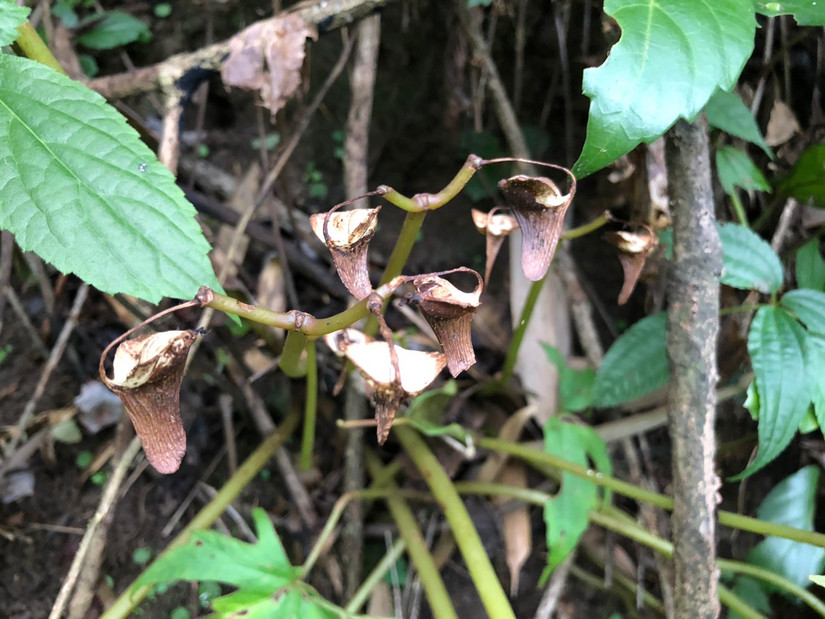 在世外桃源做傻子