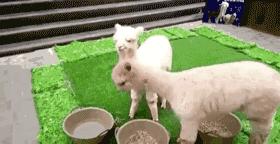 拼多多200亿被追回了吗,拼多多真的涉嫌犯罪吗