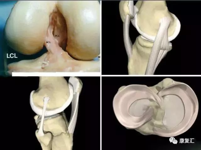 膝关节不同部位疼痛的病因分析,膝关节疼痛的十大原因及治疗