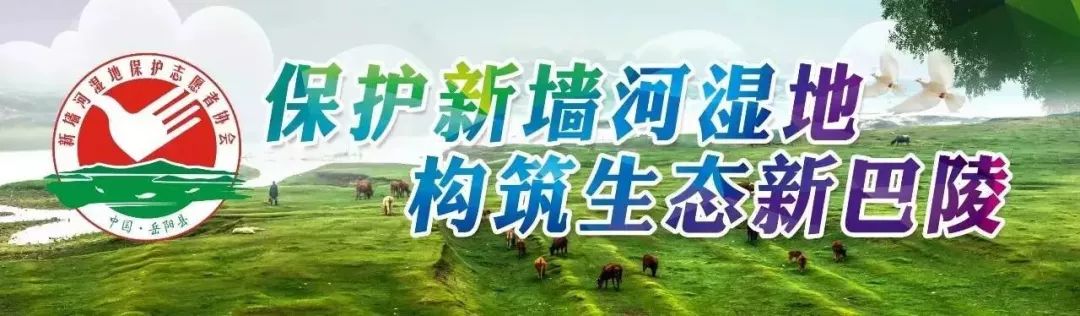 校园足球绿茵赛,绿茵场足球联赛