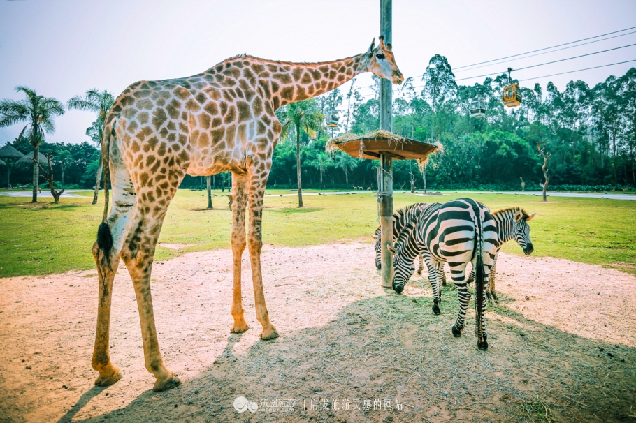 全国最大的动物园旅游攻略排行榜,南通森林野生动物园自驾还是步行