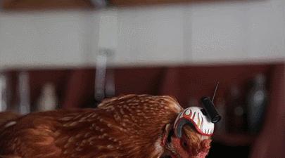 鸡头上装摄像头拍摄,鸡头摄像头拍摄视频