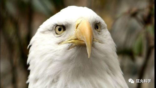 鸡头上装摄像头拍摄,鸡头摄像头拍摄视频