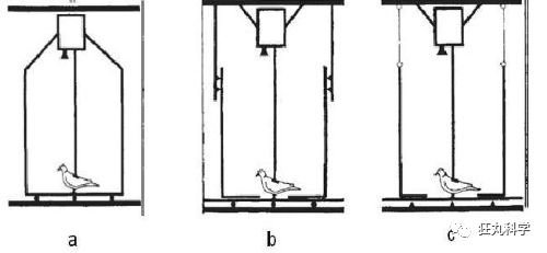 鸡头上装摄像头拍摄,鸡头摄像头拍摄视频