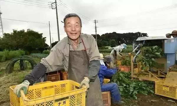 日本农民怎么种地,老农种地真容易