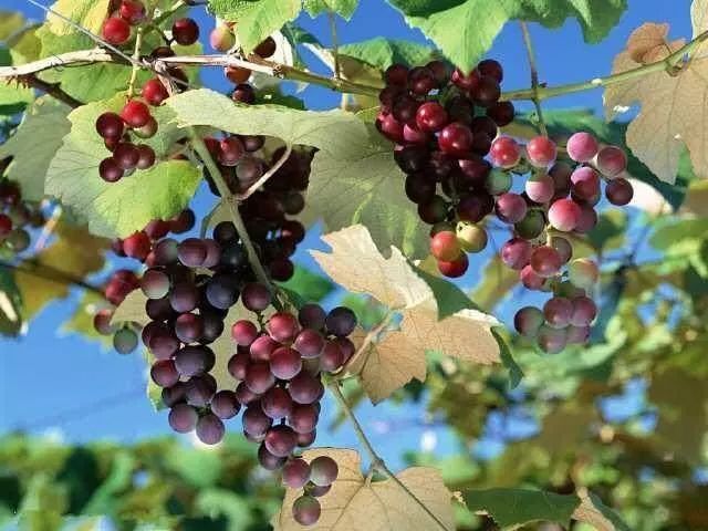 各地食用油品种,最好的食用油品种有几种