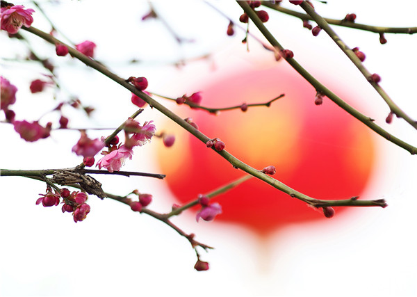 岁寒三友梅花诗词,岁寒三友诗句松竹梅