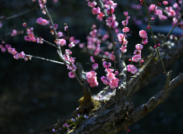 岁寒三友梅花诗词,岁寒三友诗句松竹梅