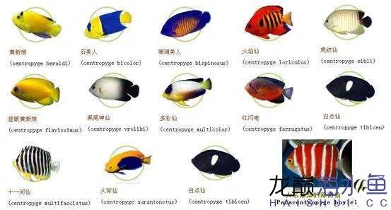 阿凡达神仙鱼的饲养方法,野生埃及神仙鱼饲养条件