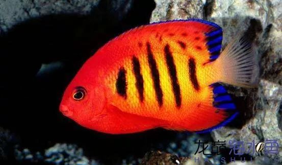 阿凡达神仙鱼的饲养方法,野生埃及神仙鱼饲养条件