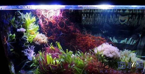 阿凡达神仙鱼的饲养方法,野生埃及神仙鱼饲养条件