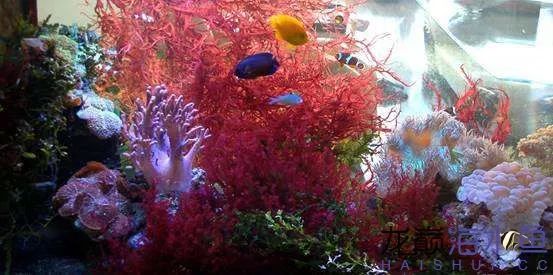 阿凡达神仙鱼的饲养方法,野生埃及神仙鱼饲养条件