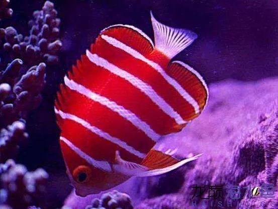 阿凡达神仙鱼的饲养方法,野生埃及神仙鱼饲养条件