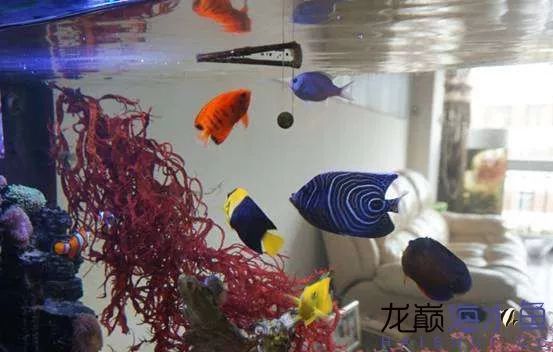 阿凡达神仙鱼的饲养方法,野生埃及神仙鱼饲养条件