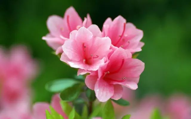 不开花是什么原因怎么治,芍药只长叶不开花什么原因