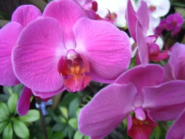 不开花是什么原因怎么治,芍药只长叶不开花什么原因