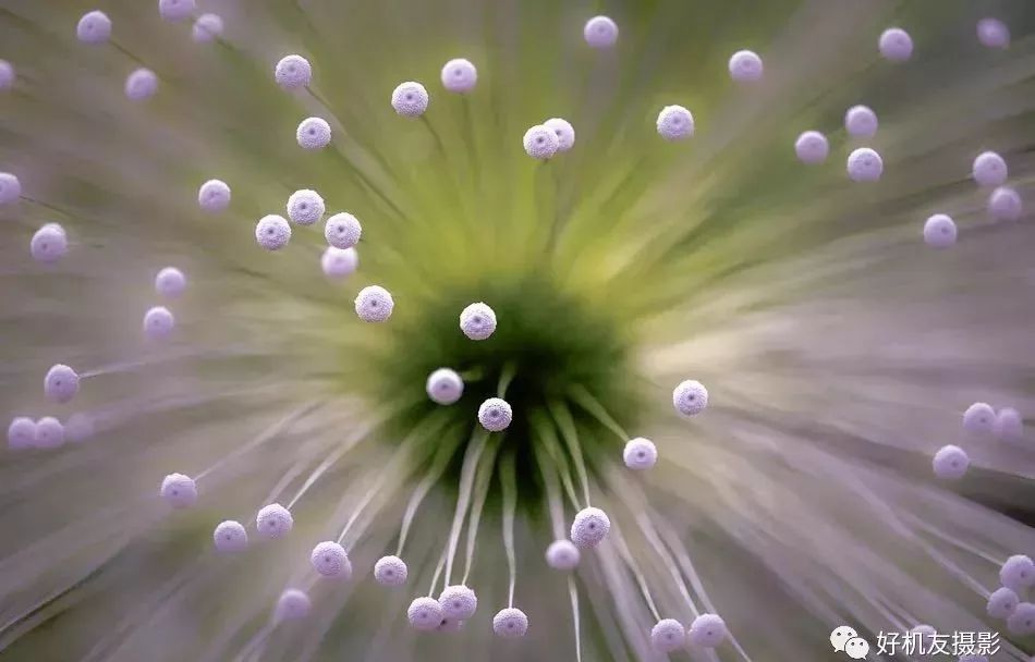 新手必须掌握的7个微距摄影技巧,光影留情谈微距拍摄技巧