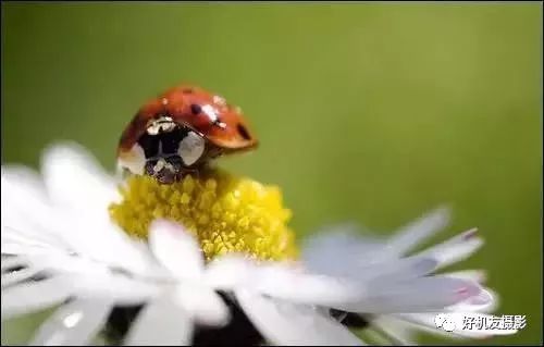 新手必须掌握的7个微距摄影技巧,光影留情谈微距拍摄技巧