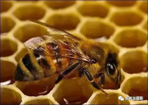 新手必须掌握的7个微距摄影技巧,光影留情谈微距拍摄技巧