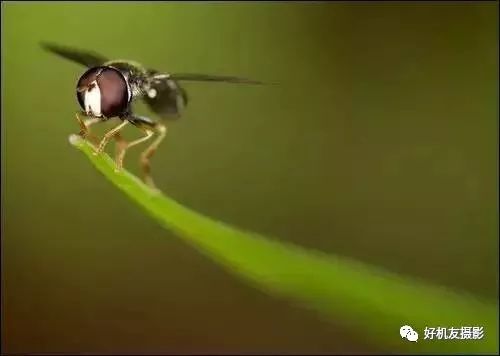 新手必须掌握的7个微距摄影技巧,光影留情谈微距拍摄技巧