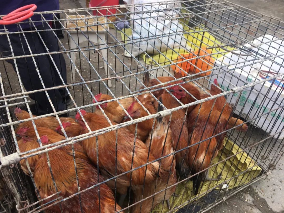 武夷山一日游详细攻略,武夷山超详细旅游攻略