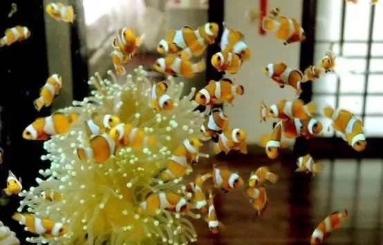 海缸基础知识大全,海缸知识大全图解