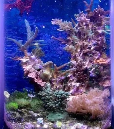 海缸基础知识大全,海缸知识大全图解